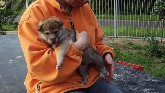 wolfdog puppy