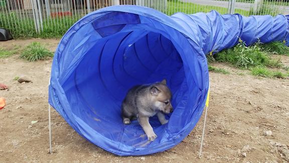 Wolfhund Welpe Wolfhund Welpe