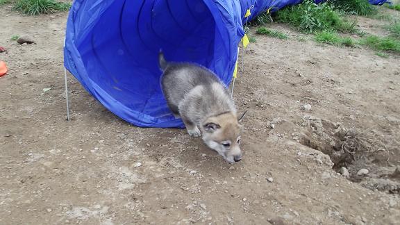 Wolfhund Welpe Wolfhund Welpe