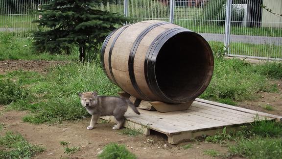 Wolfhund Welpe Wolfhund Welpe