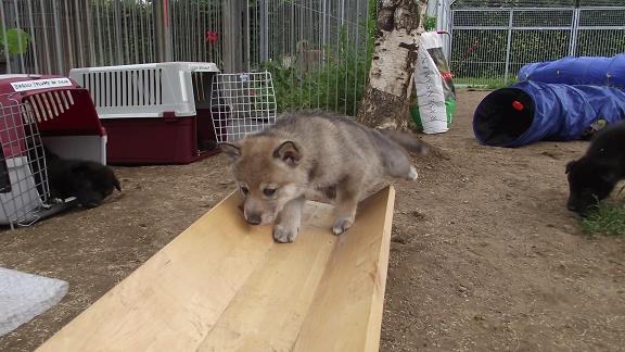 Wolfhund Welpe Wolfhund Welpe
