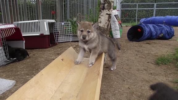 Wolfhund Welpe Wolfhund Welpe