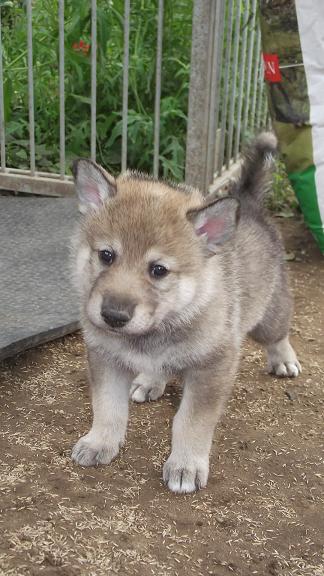 Wolfhund Welpe Wolfhund Welpe