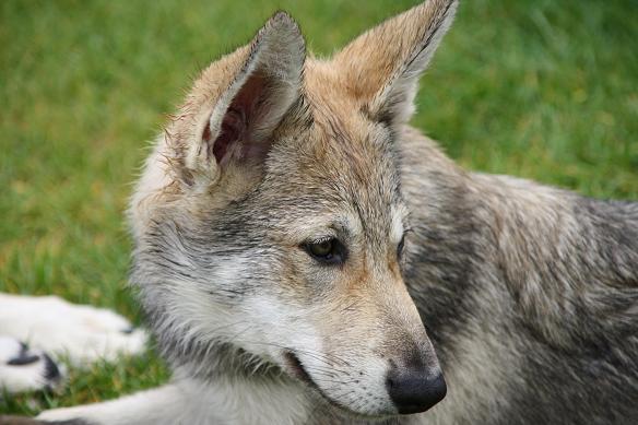 Lycanis Wolfdog® Lycanis Wolfdog®