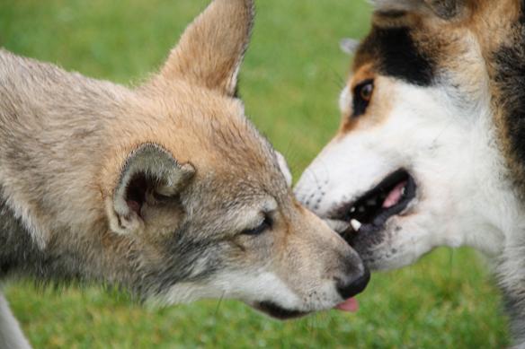 Lycanis Wolfdog® Lycanis Wolfdog®