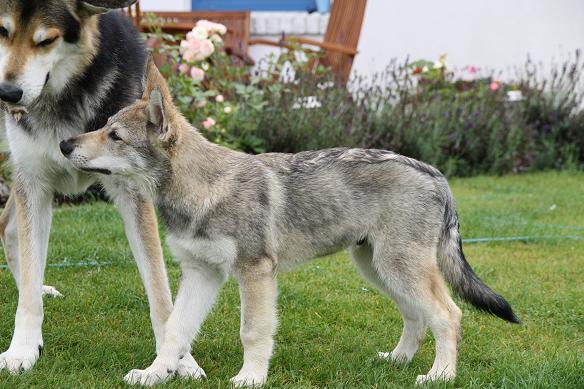 Lycanis Wolfdog®