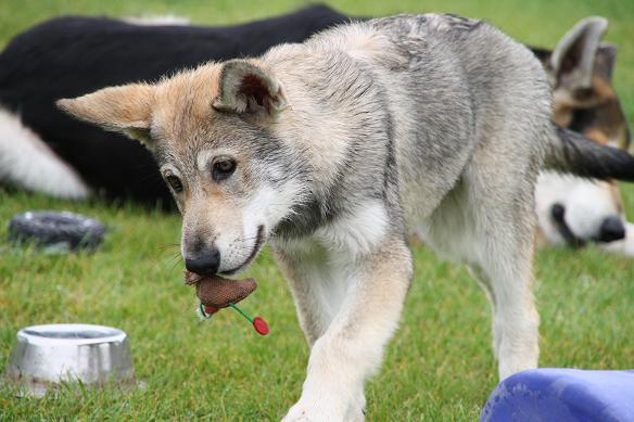 Lycanis Wolfdog®