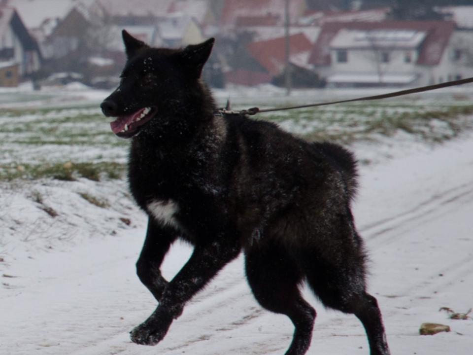 Dinali Lycanis Wolfdog® Dinali Lycanis Wolfdog®