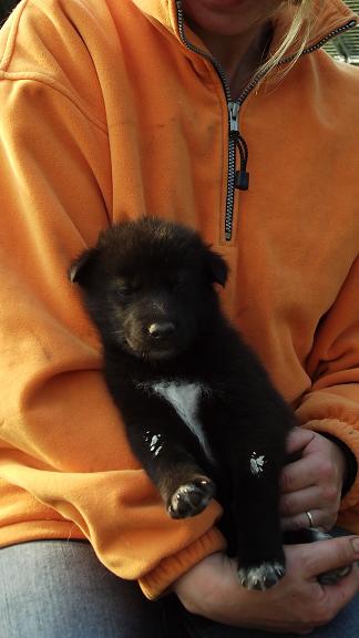 wolfdog puppy