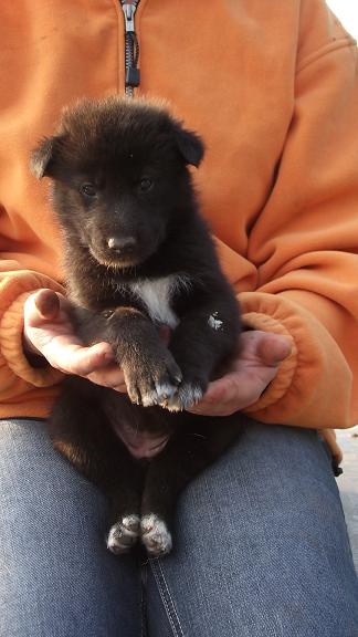 wolfdog puppy wolfdog puppy