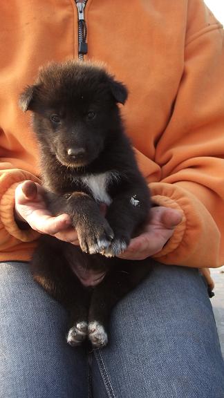 wolfdog puppy