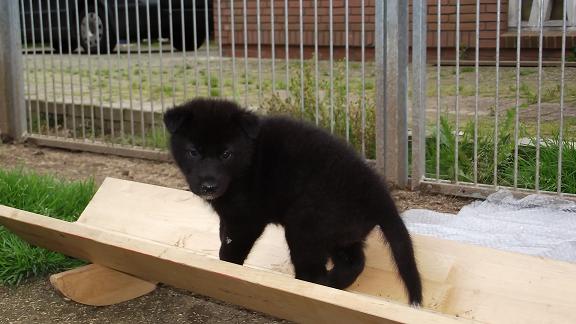 Wolfhund Welpe Wolfhund Welpe