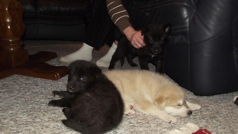 wolfdog puppies