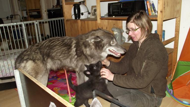 Spencer Wolfdog with puppy