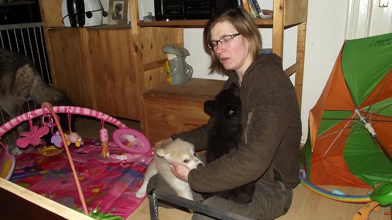 Spencer Wolfdog with puppies