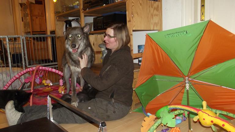 Spencer Wolfdog with puppies