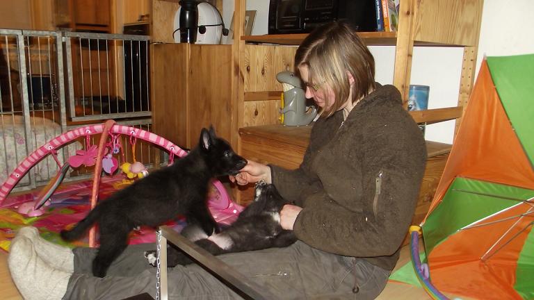 Wolfdog puppies