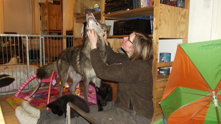 Spencer Wolfdog with puppies