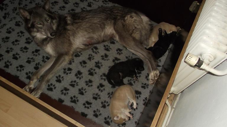 American Wolfdog puppies