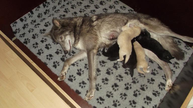 American Wolfdog puppies