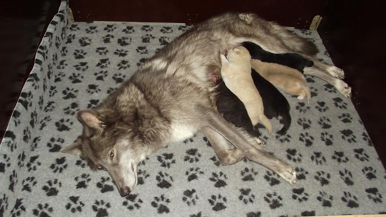 American Wolfdog puppies