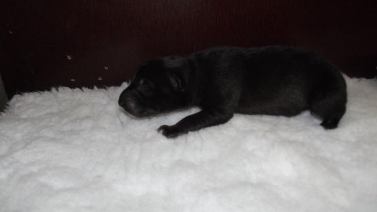 Lycanis Wolfdog® Lycanis Wolfdog®