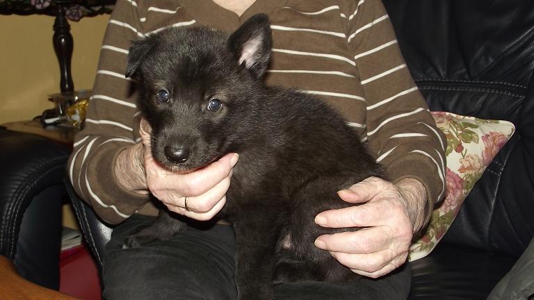 wolfdog puppy