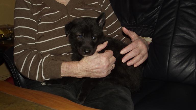wolfdog puppy wolfdog puppy