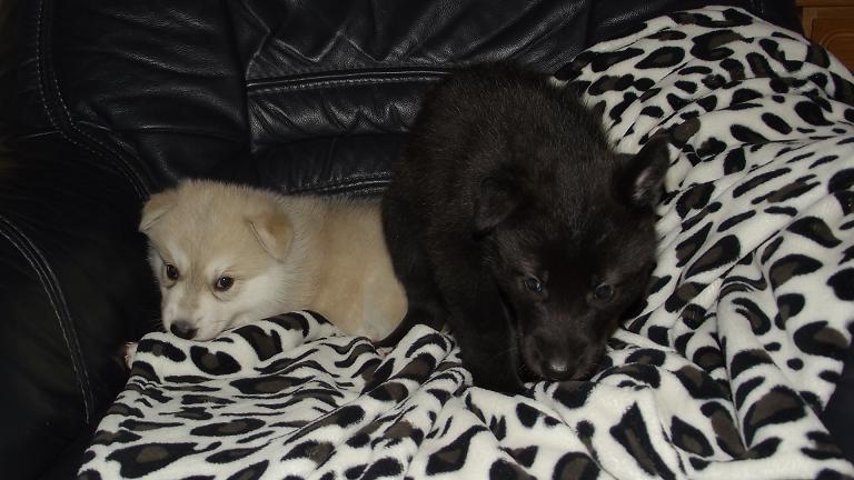 Eldrago (r.) & Schwesterchen Ethain (l.) wolfdog puppies