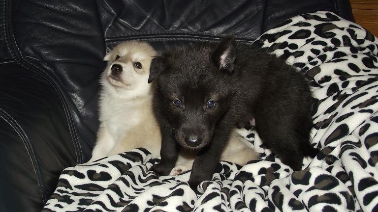 Eldrago (r.) & Schwesterchen Ethain (l.) wolfdog puppies