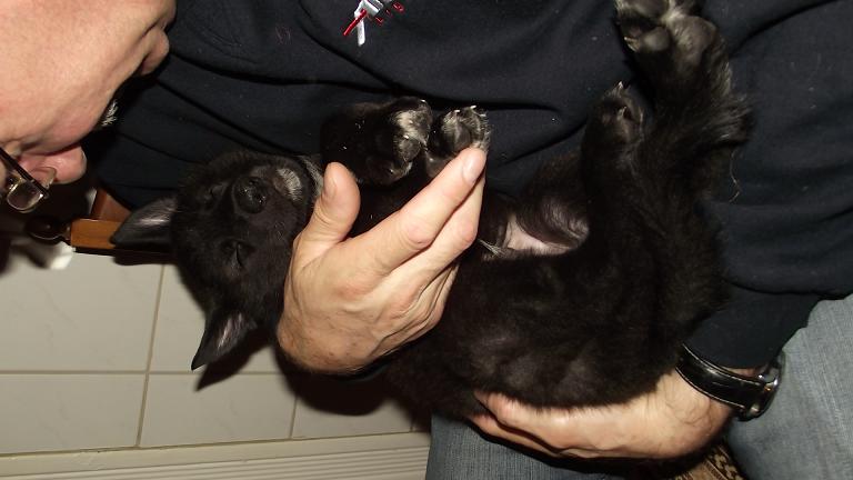 Amerikanischer Wolfshund Welpe Amerikanischer Wolfshund Welpe