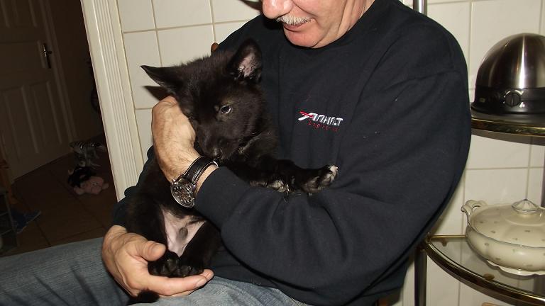 Amerikanischer Wolfshund Welpe Amerikanischer Wolfshund Welpe
