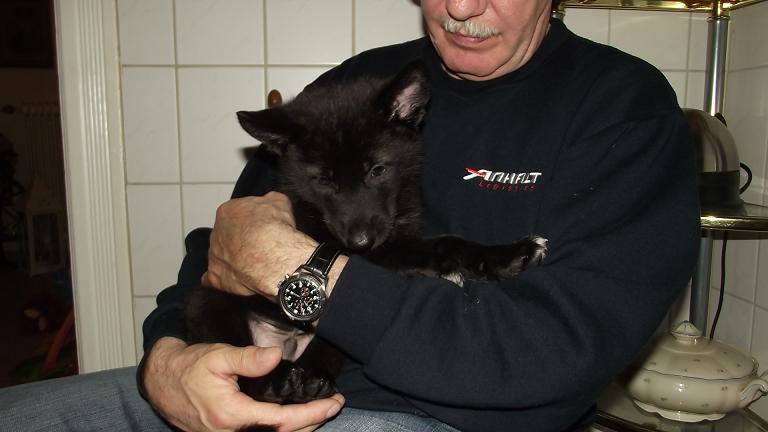Amerikanischer Wolfshund Welpe Amerikanischer Wolfshund Welpe