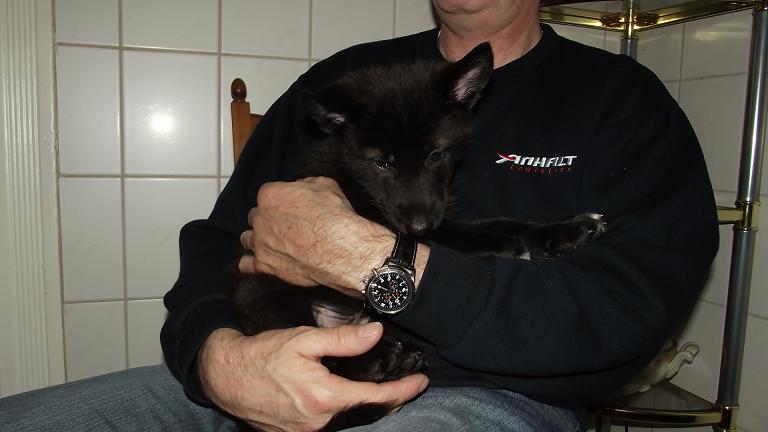 Amerikanischer Wolfshund Welpe Amerikanischer Wolfshund Welpe