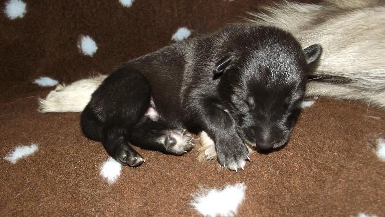 Eldrago Lycanis Wolfdog® Eldrago Lycanis Wolfdog®