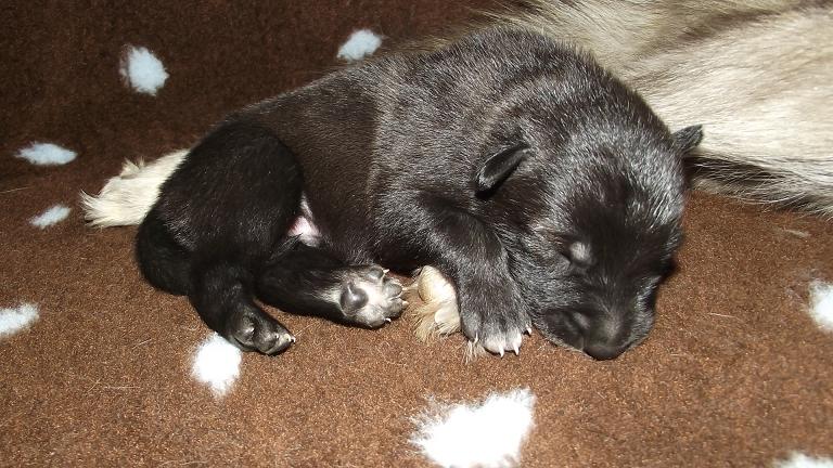 Lycanis Wolfdog® Lycanis Wolfdog®