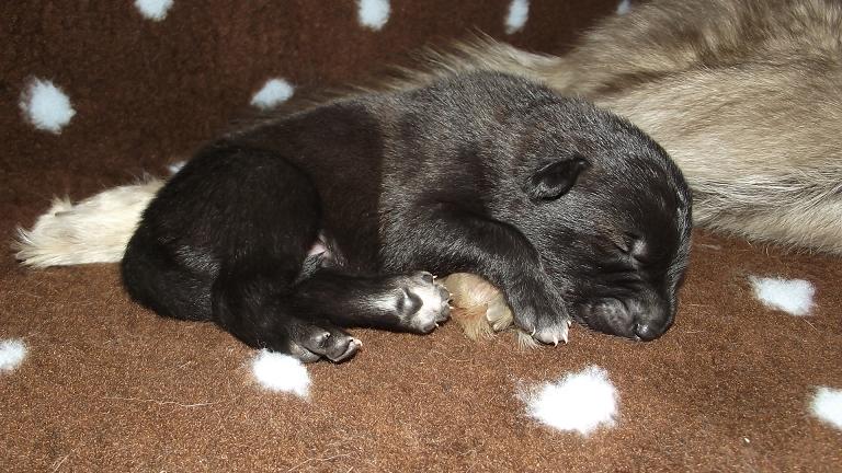 Amerikanischer Wolfshund Amerikanischer Wolfshund
