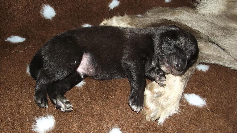 Amerikanischer Wolfshund Amerikanischer Wolfshund