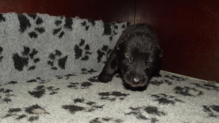 American Wolfdog puppy