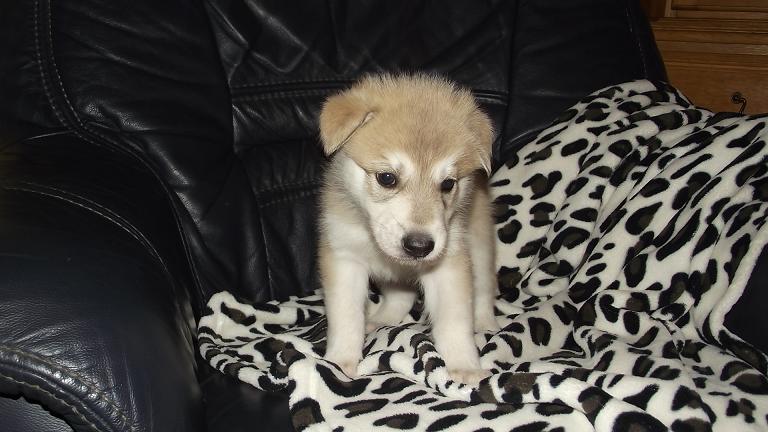 wolfdog puppy wolfdog puppy