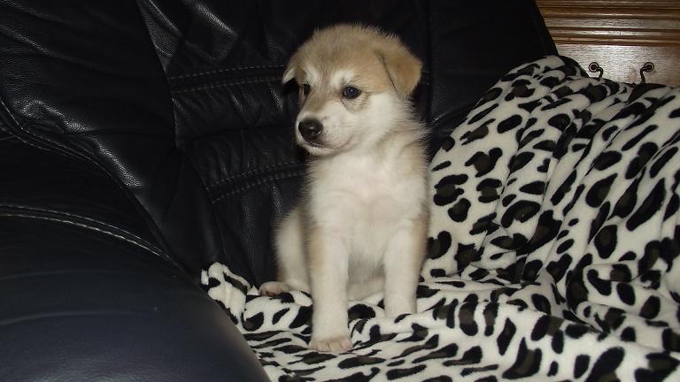 wolfdog puppy wolfdog puppy