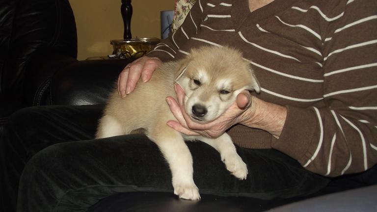 wolfdog puppy wolfdog puppy