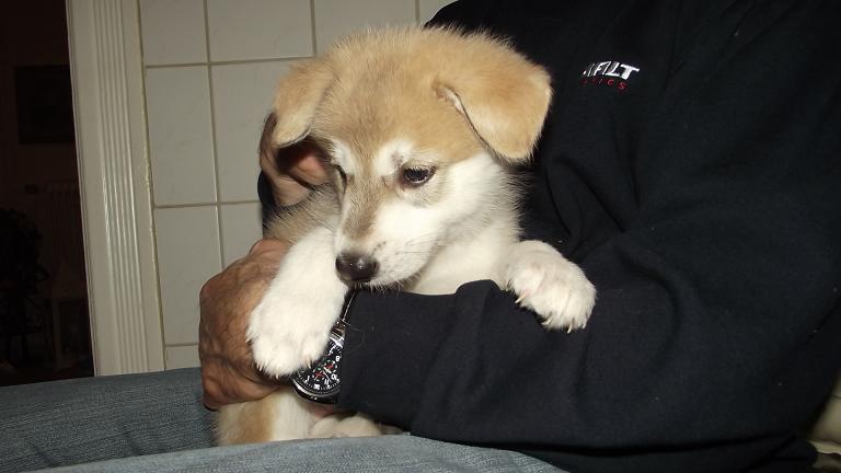 Amerikanischer Wolfshund Welpe Amerikanischer Wolfshund Welpe
