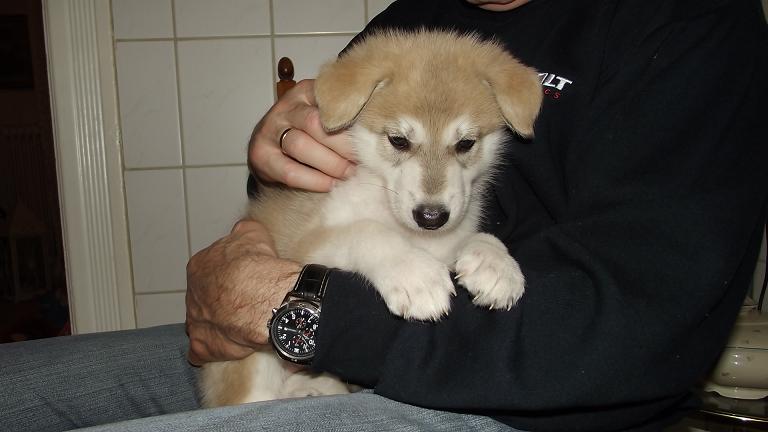 Amerikanischer Wolfshund Welpe Amerikanischer Wolfshund Welpe
