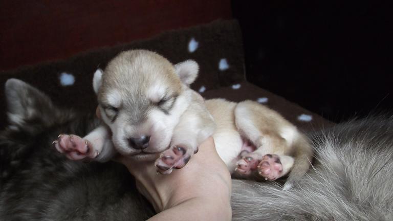Elijah Lycanis Wolfdog® Elijah Lycanis Wolfdog®