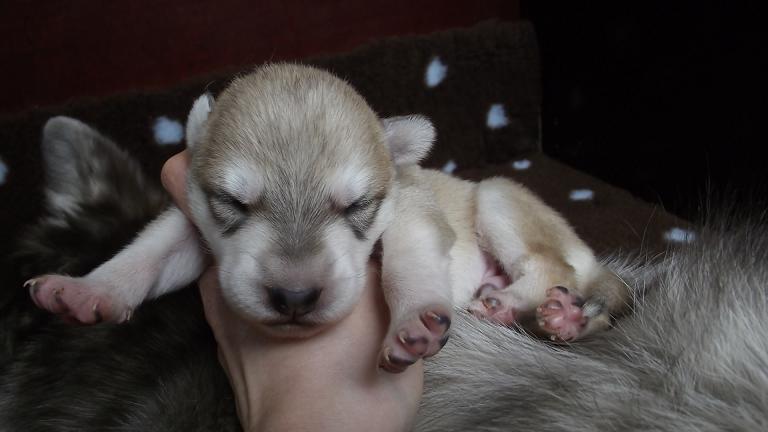 Lycanis Wolfdog® Lycanis Wolfdog®