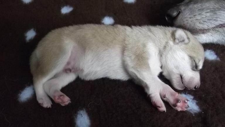 Lycanis Wolfdog® Lycanis Wolfdog®