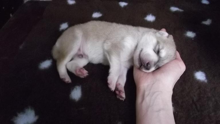 Amerikanischer Wolfshund Amerikanischer Wolfshund