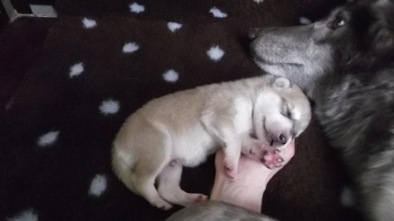 Amerikanischer Wolfshund Amerikanischer Wolfshund