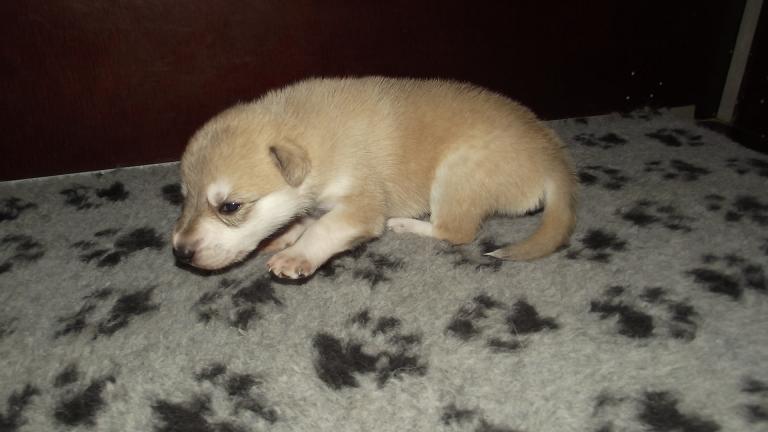 American Wolfdog puppy